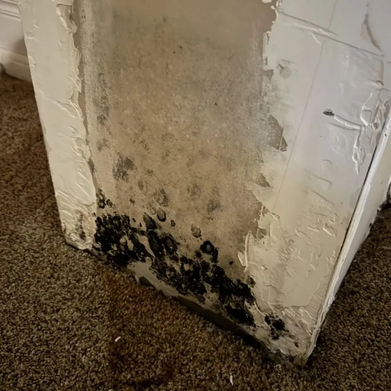 Professional Mold Removal in Norwalk, CA
